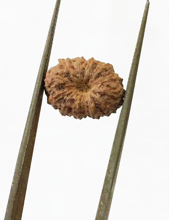 13 Mukhi Certified Indonesian Rudraksha Size- 13 mm